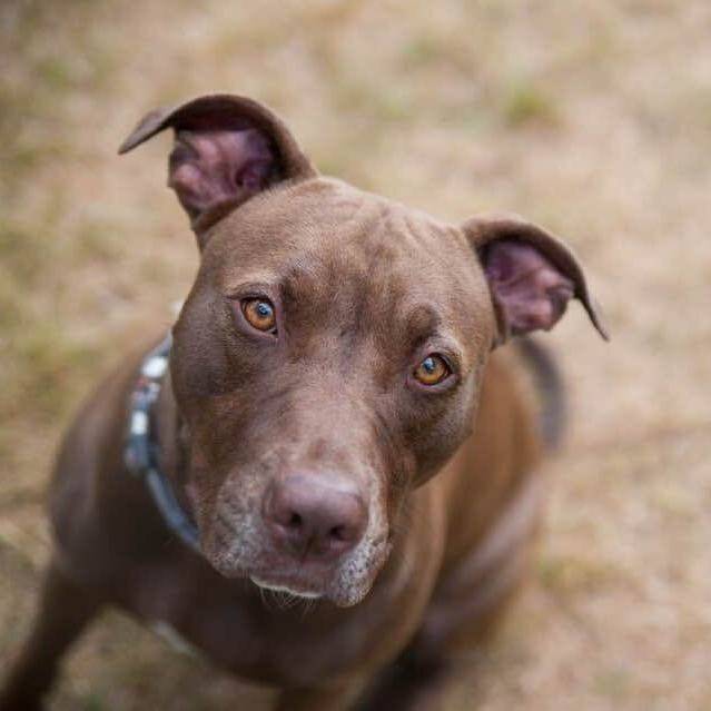 Honey the Mixed Breed at Home Free Animal Rescue