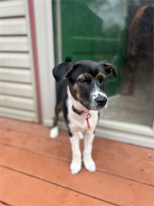 Waffles (NJ) the Labrador Retriever & Border Collie Mix at Homeless Paws