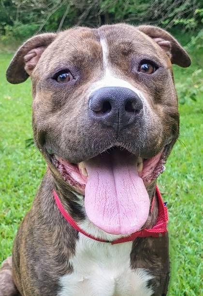 Haydes the Cane Corso/Terrier, American Pit Bull at Homeward Bound