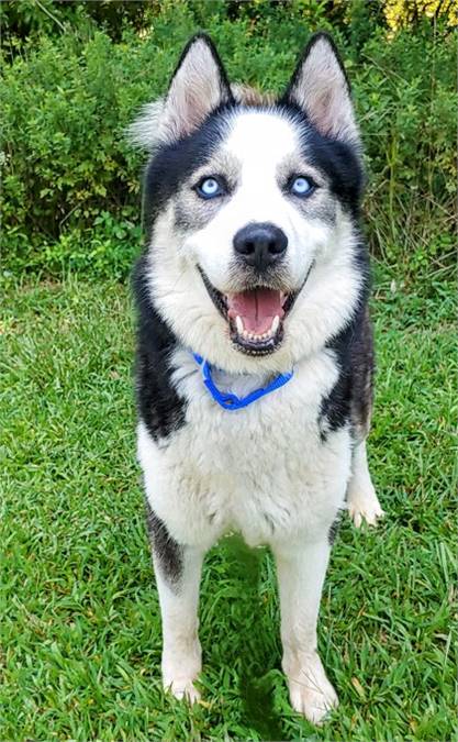 Yukon the Alaskan Husky/Mix at Homeward Bound