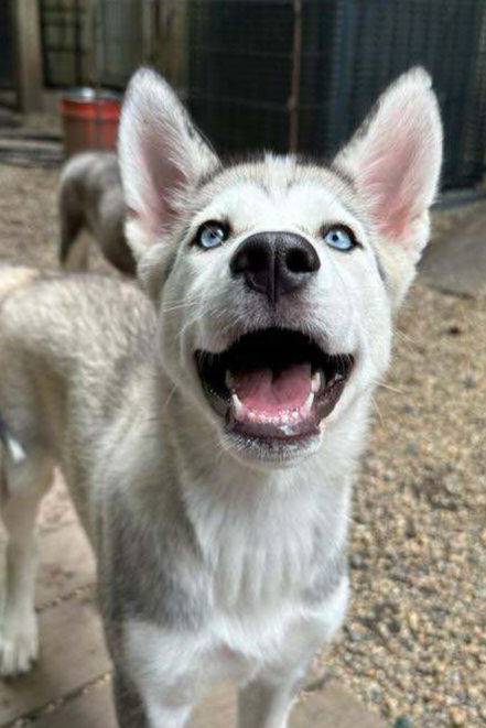 Seraphine the Siberian Husky at Husky House