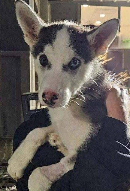 Lil' Skunk the Siberian Husky at Husky House