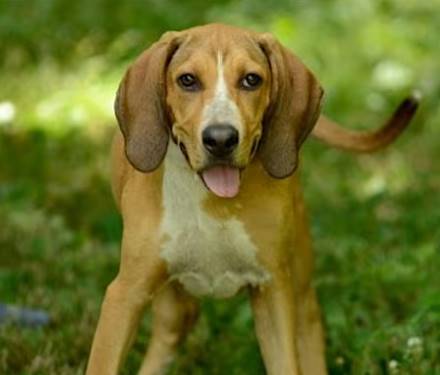 Pearl the Hound at Jersey Shore Animal Center