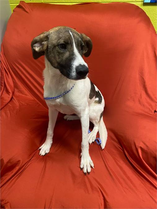 Duchess the Jack Russell Terrier Mix at JKRC Rescue