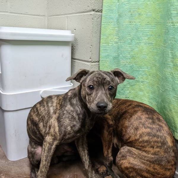 Pippin the Pit Bull Terrier & Chihuahua Mix at JKRC Rescue