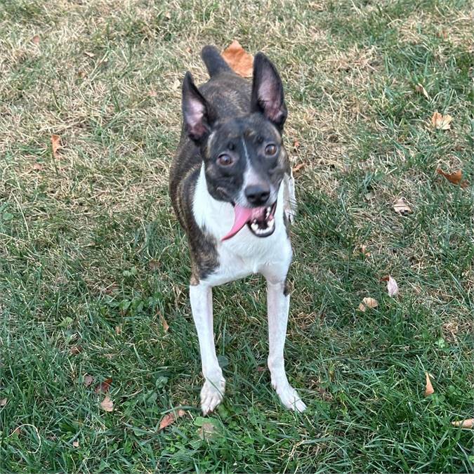 Russel the Rat Terrier & Feist Mix at Lost Paws Animal Rescue