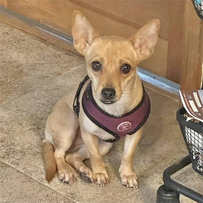 Samantha the Chihuahua  at Lost Paws Animal Rescue