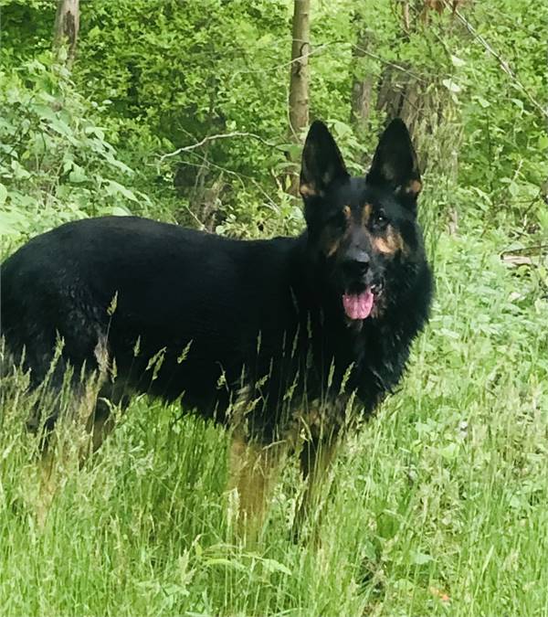 Colt the German Shepherd Dog  at Luv Furever Animal Rescue