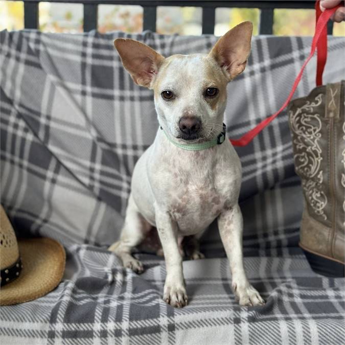 Huxley the Terrier at MatchDog Rescue