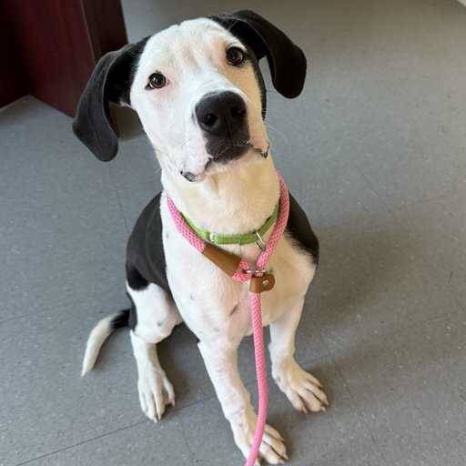 Snoopy the Pittie Mix at Monmouth County SPCA