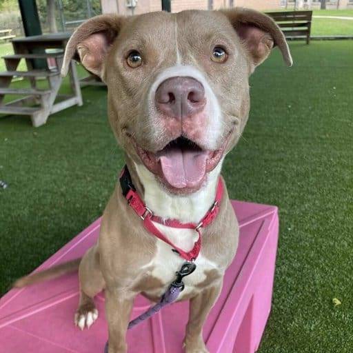 Tommy B the Pitbull at Monmouth County SPCA