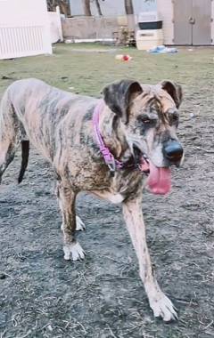 Dana the Great Dane Mix at No Paw Left Behind