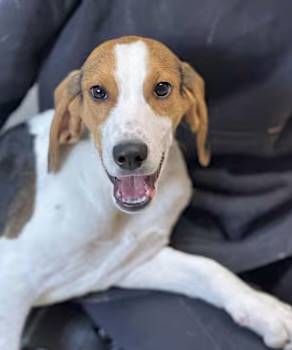 Dogbert the Labrador Retriever/Treeing Walker Coonhound at O.S.C.A.R.