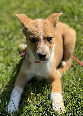 Bucky the Corgi/Border Collie at O.S.C.A.R.