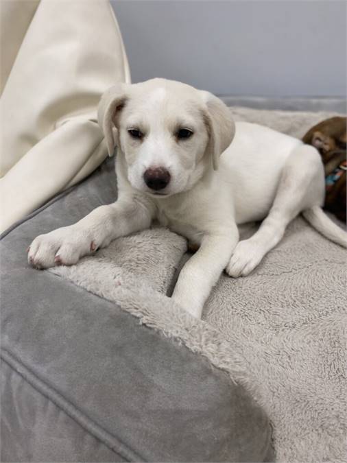 Chai the Mixed Breed at Pick Your Paw Animal Rescue