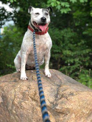 Hilda the Jack Russell Terrier / Bull Terrier at Ramapo-Bergen Animal Refuge