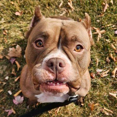 Coffee Bean the American Bulldog - French Bulldog at Ramapo-Bergen Animal Refuge