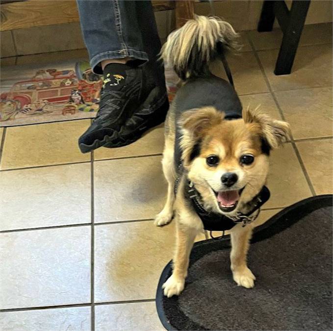 Noah the Pomeranian & Chihuahua Mix at Rescue Ridge