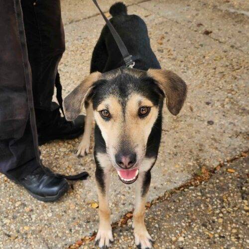 Apollo the Mix at Rosemarie's Rescue Ranch