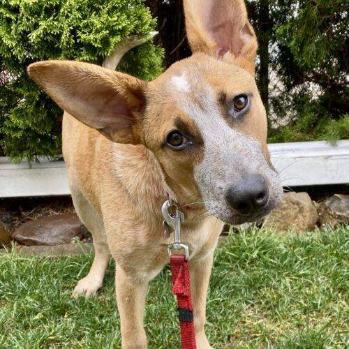 RubyBigEars the American Blue Heeler & Shepherd at Rosemarie's Rescue Ranch