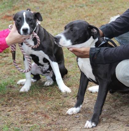 Candice the Mixed Breed at St. Hubert's Animal Welfare Center