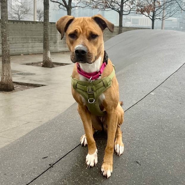 Luna the Retriever at Saint Mutts Rescue 