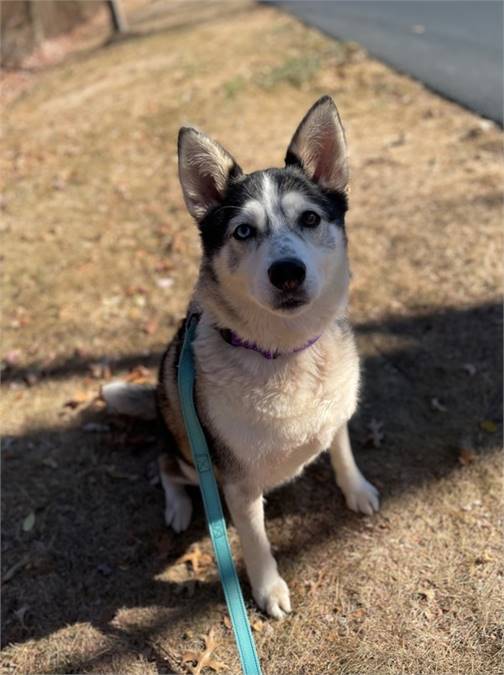 Davina the Siberian Husky Mix at SAVE, A Friend to Homeless Animals