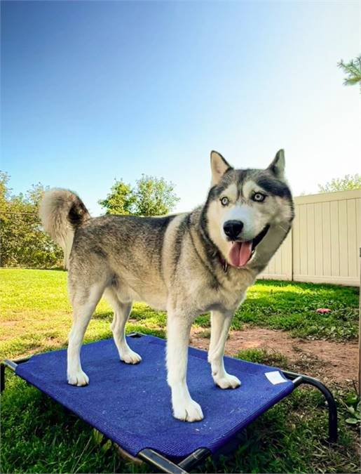 Sinatra the Siberian Husky Mix at SAVE, A Friend to Homeless Animals