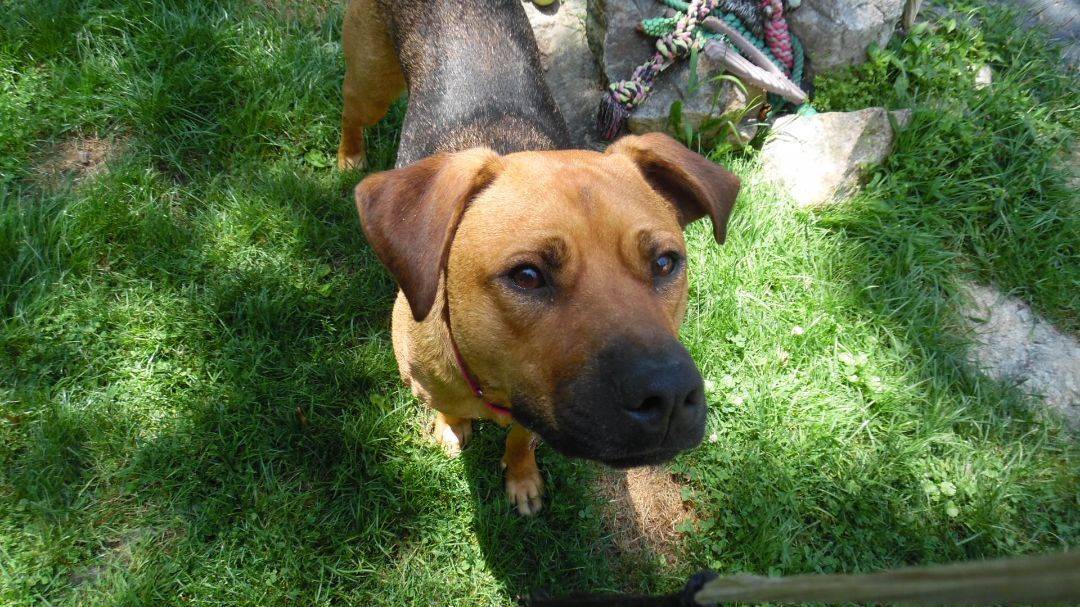 Chevy the Labrador Retriever Mix at Trina & Friends K9 Rescue