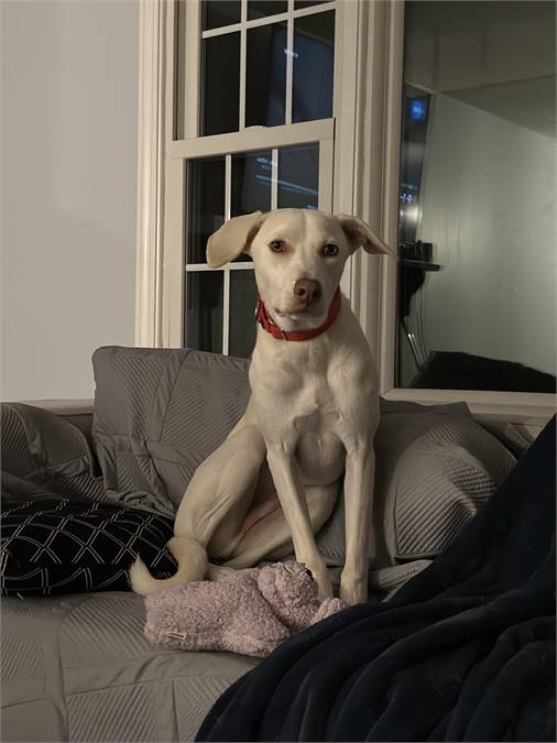 Sandy the Yellow Labrador Retriever Mix at The Sato Project