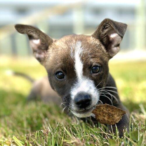 Arlo the Terrier & Chihuahua at Wonder Dog Rescue