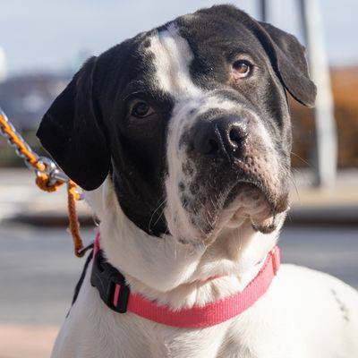 Baxter the Mixed Breed at ASPCA NYC