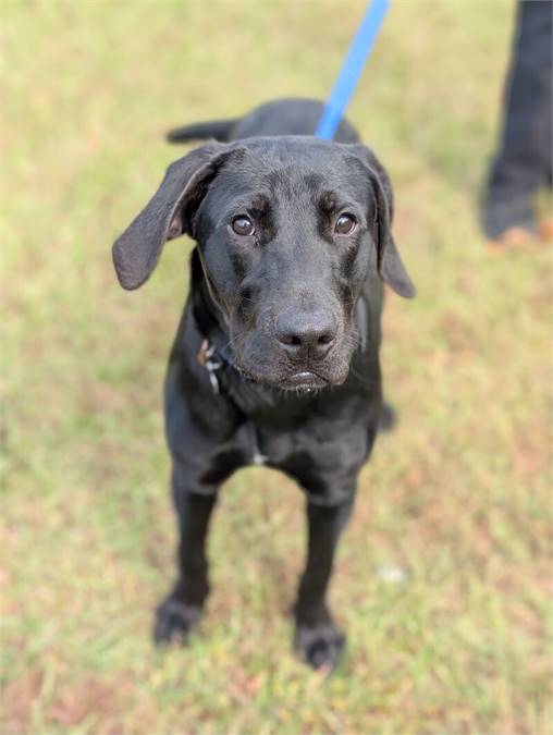 Batman the Black Labrador Retriever at Home For Good Dog Rescue