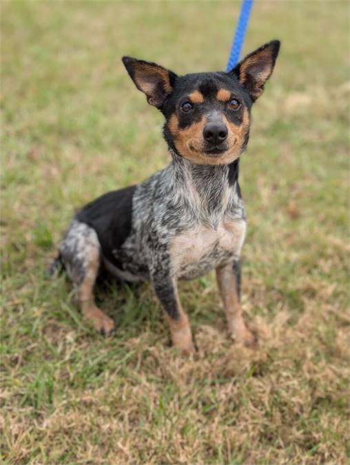 Moxy the Australian Cattle Dog at Home for Good Dog Rescue