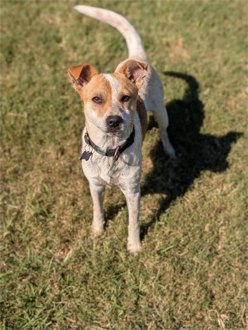 Banks the Australian Cattle Dog Mix at Home for Good Dog Rescue