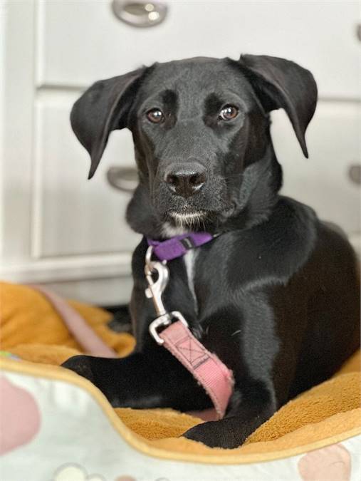 Savannah the Labrador Retriever Mix at Home For Good Dog Rescue