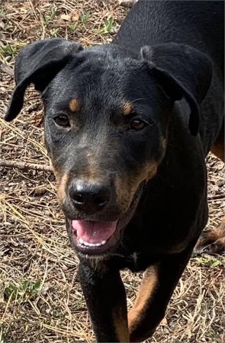 Rottweiler Mix at Eleventh Hour Rescue