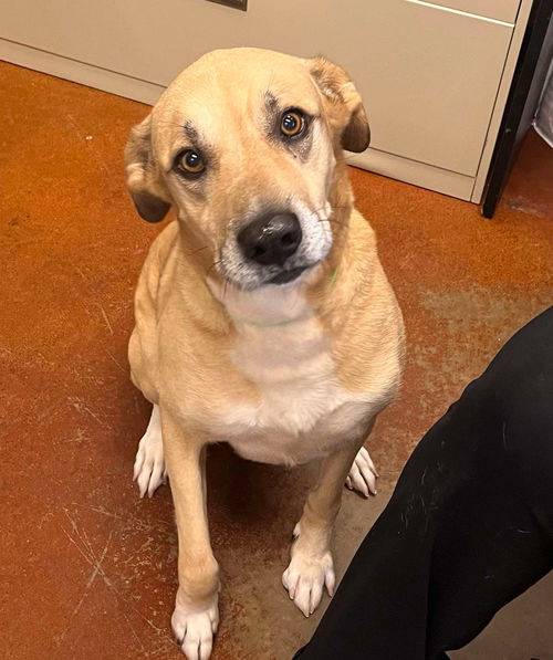 Labrador Retriever / Shepherd Mix at Eleventh Hour Rescue