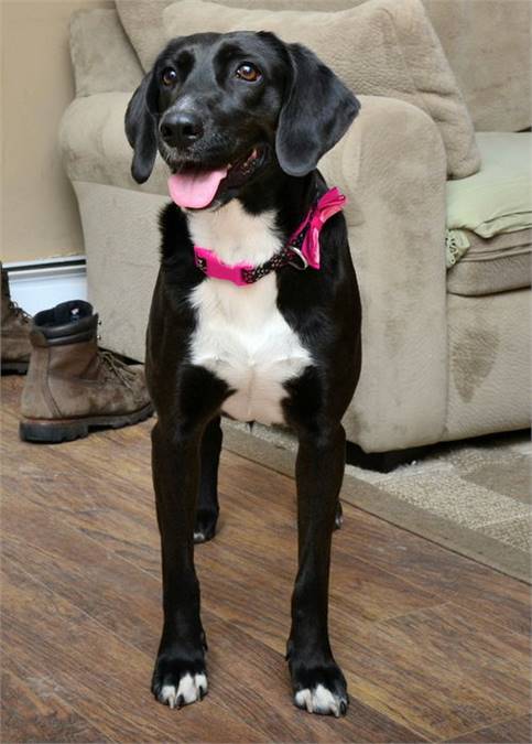 Labrador Retriever / Hound Mix at Eleventh Hour Rescue