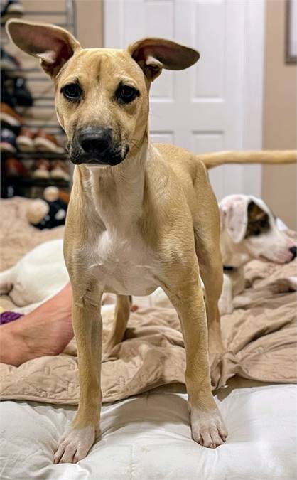 Black Mouth Cur / Labrador Retriever Mix at Eleventh Hour Rescue