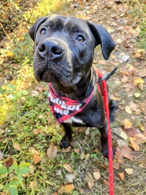 American Pit Bull Terrier Mix at Eleventh Hour Rescue