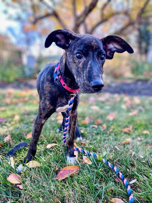 Plott Hound Mix