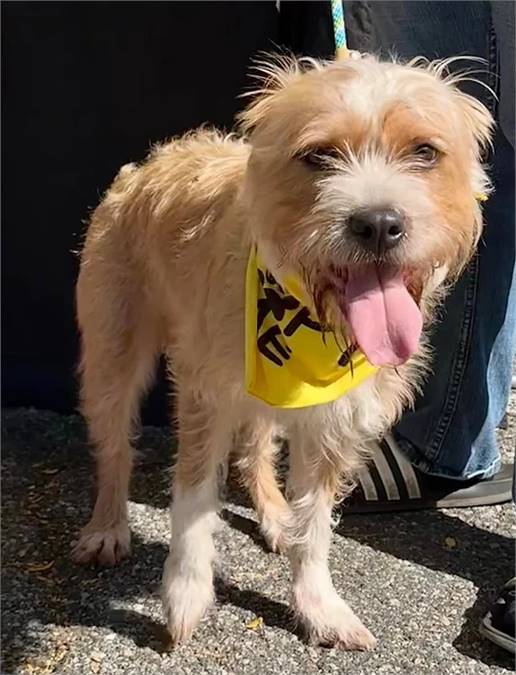 Alex the Terrier/Wheaton Terrier Mix at NJSH Pet Rescue