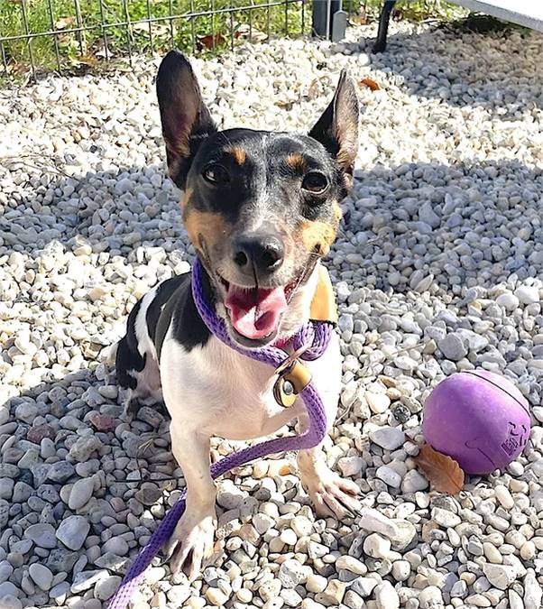 Penny the Rat Terrier at NJSH Pet Rescue