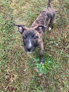 Billy the Mixed Breed at Castle of Dreams Animal Rescue