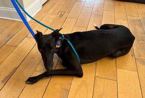 Buddy the Whippet at Greyhound Friends of New Jersey