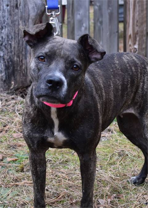 Mika the Sato at Greyhound Friends of New Jersey