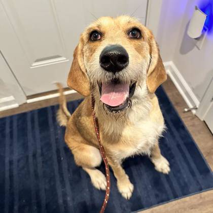 Willow the Coonhound/Standard Poodle Mix at 4 Paws Dog Rescue of NJ