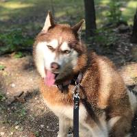 Piper the Siberian Husky at A Pathway to Hope