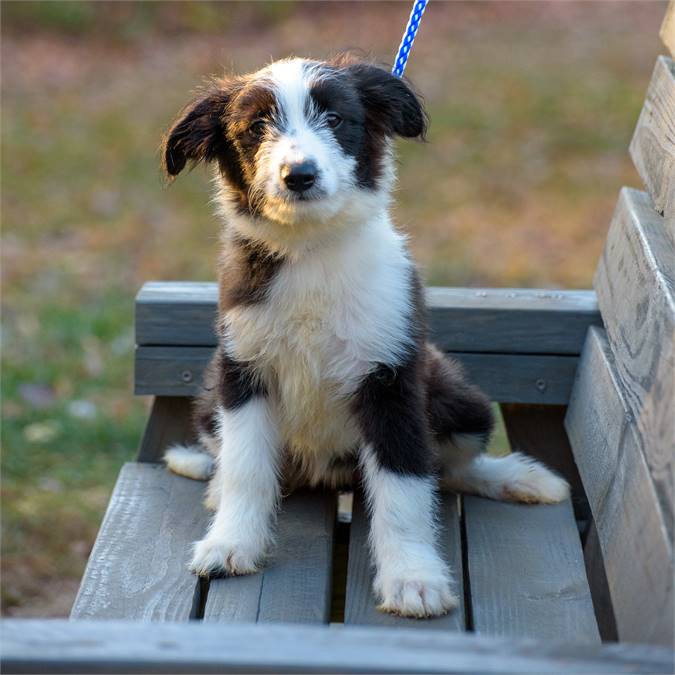 Meadow the Australian Shepherd Mix at Animal Alliance of NJ